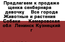 Предлагаем к продаже щенка сенбернара - девочку. - Все города Животные и растения » Собаки   . Кемеровская обл.,Ленинск-Кузнецкий г.